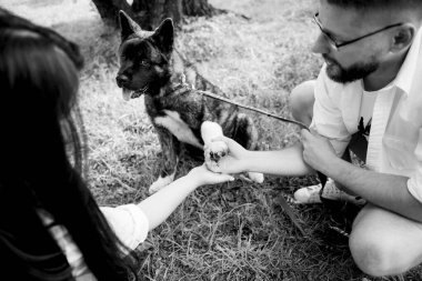 Amerikan Akita köpeği yeşil çayırda bir adam ve bir kızla yürüyüşe çıktı.