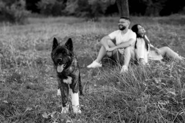 Amerikan Akita köpeği yeşil çayırda bir adam ve bir kızla yürüyüşe çıktı.