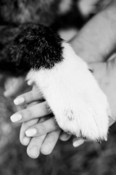 Amerikansk Akita Hund För Promenad Med Kille Och Flicka Den — Stockfoto