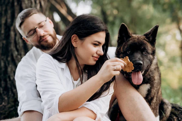 Amerikan Akita köpeği yeşil çayırda bir adam ve bir kızla yürüyüşe çıktı.