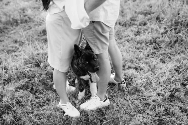 American Akita Dog Walk Guy Girl Green Prairie — Stock Photo, Image