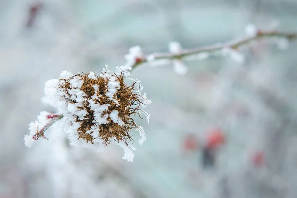 Frost Snow Dry Forest Bushes Seeds — Stock Photo, Image