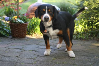 Köpek, Entlebucher Sennenhund, Bernese Dağ Köpeği,