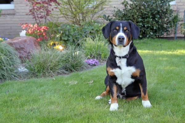 Kutya Entlebucher Sennenhund Bernese Mountain Dog — Stock Fotó