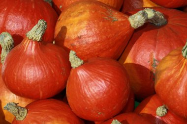 Yakın plan dev balkabağı hokkaido, lat.cucurbita maxima, vejetaryen yemeği, vejetaryen yemeği,