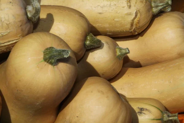 Primer Plano Una Calabaza Mantequilla Vegetariano Comida Vegetariana — Foto de Stock