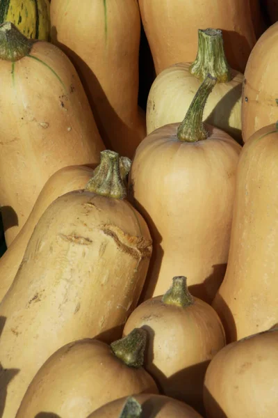 Gros Plan Une Citrouille Noyer Cendré Végétalien Nourriture Végétarienne — Photo