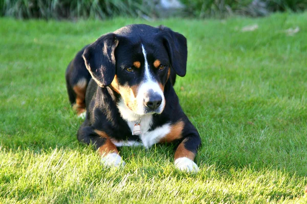 Entlebucher Senenhund Bernese Mountain Dog — ストック写真