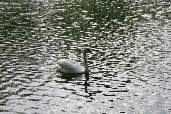 Portrait White Swan Swims Pond — Stock fotografie