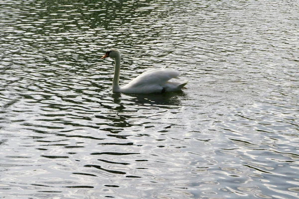 Retrato Cisne Branco Nada Uma Lagoa — Fotografia de Stock