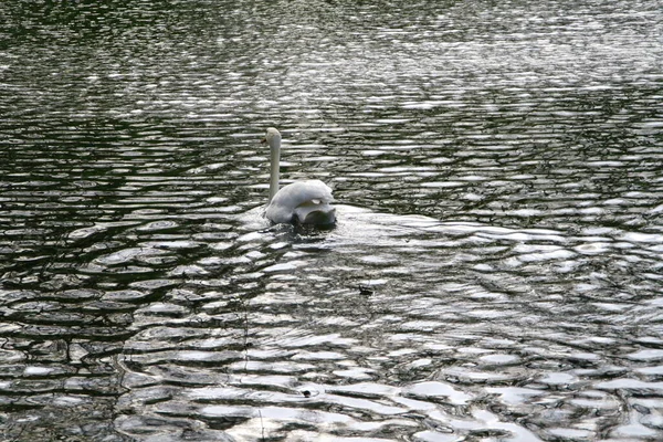 Portrait White Swan Swims Pond — 图库照片