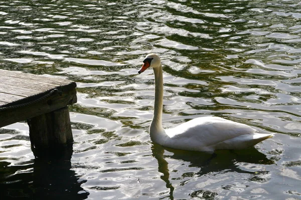 Portrait White Swan Swims Pond — 图库照片