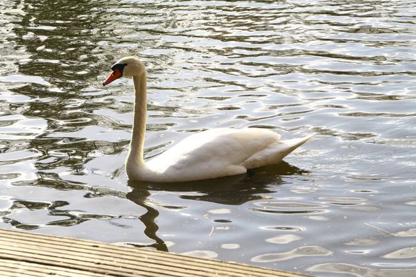 Portrait White Swan Swims Pond — Stock fotografie