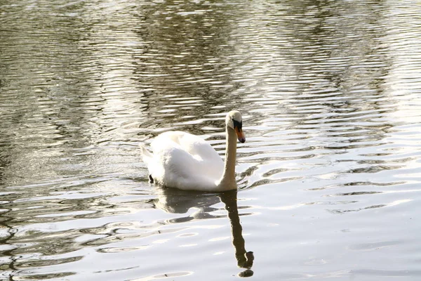 Portrait White Swan Swims Pond — 图库照片