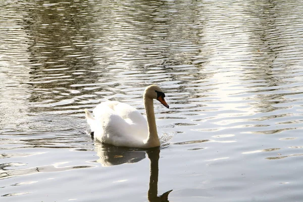 Portrait White Swan Swims Pond — 图库照片