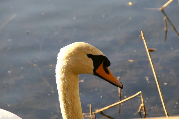 Portrait White Swan Swims Pond — Stock fotografie