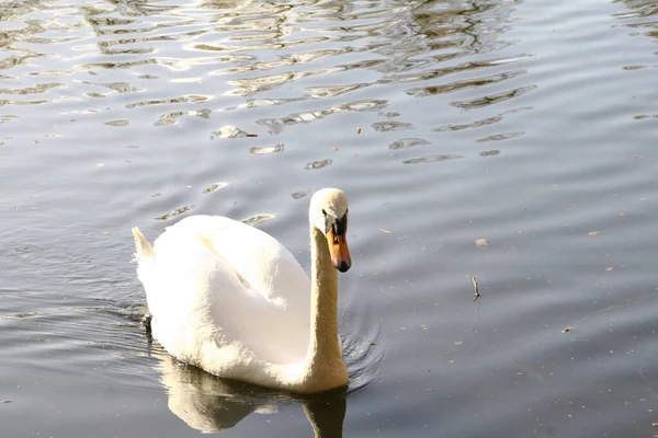 Portrait White Swan Swims Pond — 图库照片