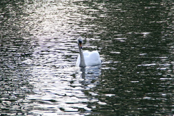 Portrait White Swan Swims Pond — Stock Fotó