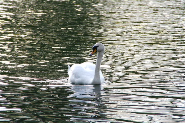 Portrait White Swan Swims Pond — Stock Fotó