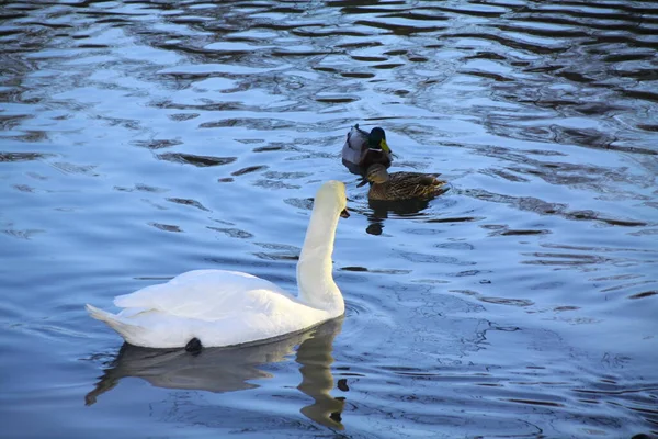 Cisne Branco Patos Estão Nadando Uma Lagoa — Fotografia de Stock