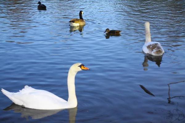 White Swan Ducks Swimming Pond — Stock fotografie