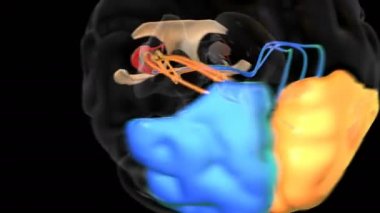 human-vision-system - 3d animation of human organs