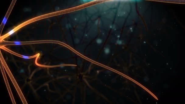 Neuronen Actie Elektrische Impulsen Tussen Neuronale Verbindingen Animatie — Stockvideo