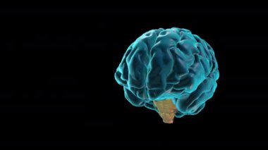 BRAIN-Brainstem - Human Brain Atlas