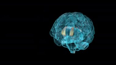 BRAIN-Corpus Callosum - Human Brain Atlas