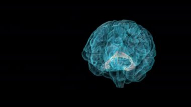 BRAIN-Fornix - Human Brain Atlas