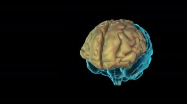 BRAIN-Frontal lobe - Human Brain Atlas
