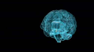 BRAIN-Lamina terminalis - Human Brain Atlas