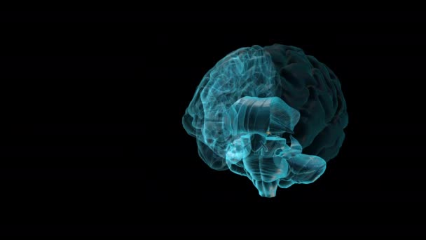 Brain Voorste Commissure Menselijke Brain Atlas — Stockvideo