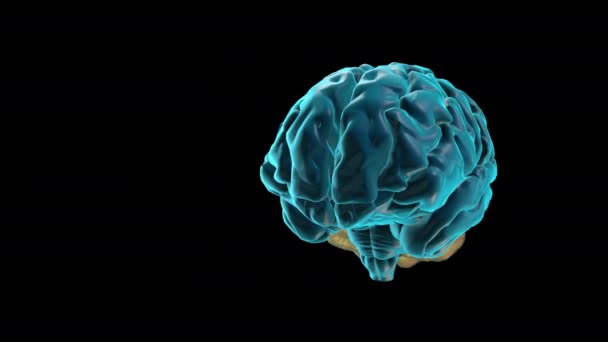 Brain Cerebellum Menselijke Hersenatlas — Stockvideo