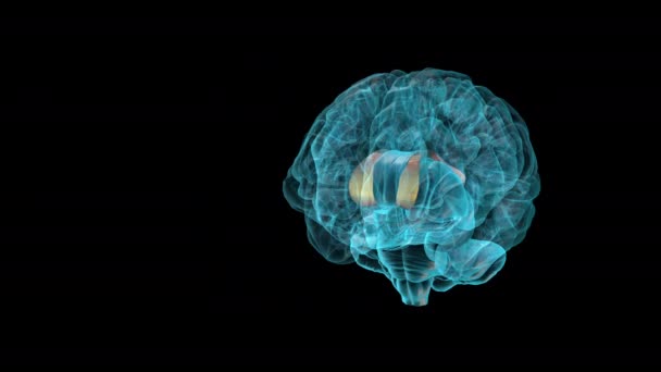 Brain Corpus Callosum Menselijke Hersenatlas — Stockvideo