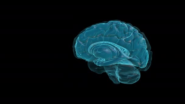 Brain Inferior Colliculus Atlas Des Menschlichen Gehirns — Stockvideo