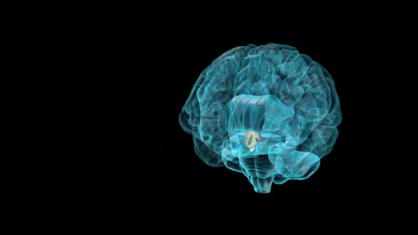 Brain Hypothalamus Atlas Cerveau Humain — Video