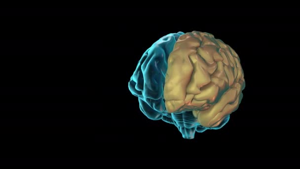 Hemisferio Brain Izquierda Atlas Del Cerebro Humano — Vídeo de stock