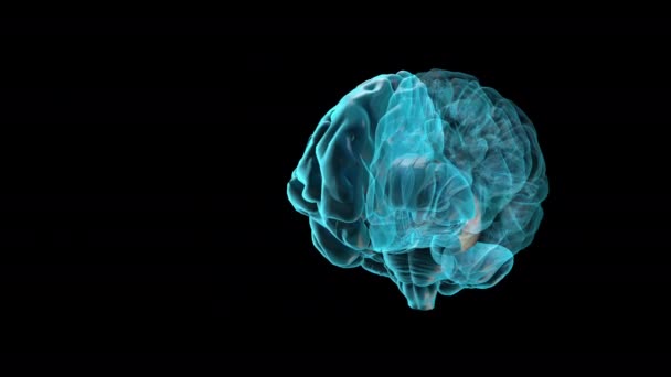 Brain Linker Zijdelingse Ventrikel Menselijke Hersenatlas — Stockvideo