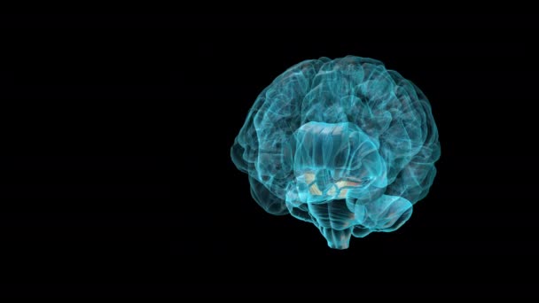Мозок Посередині Атлас Людського Мозку — стокове відео
