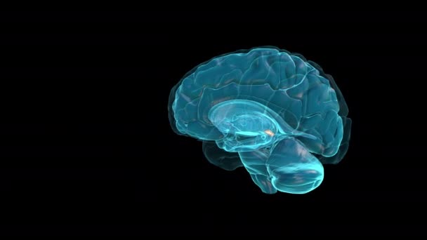 Glándula Brain Pineal Atlas Del Cerebro Humano — Vídeos de Stock