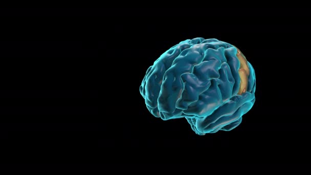 Brain Postcentral Gyrus Human Brain Atlas — Stock Video