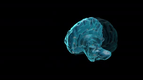 Brain Posterior Commissure Human Brain Atlas — Stock Video