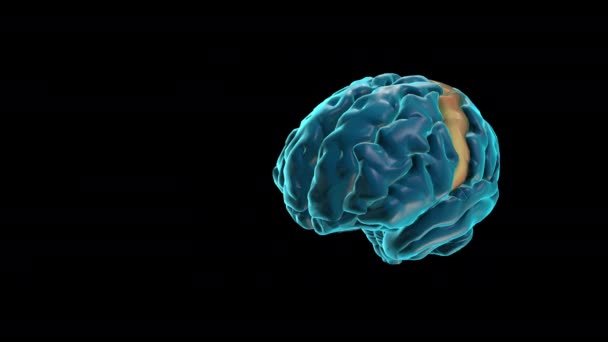 Brain Preentrale Gyrus Menselijke Hersenatlas — Stockvideo