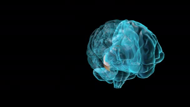 Beyin Sağ Yanal Ventrikül Nsan Beyni Atlası — Stok video