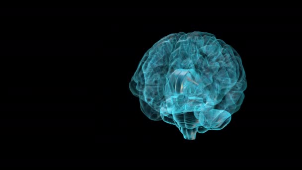 Brain Setto Telencefalo Atlante Del Cervello Umano — Video Stock