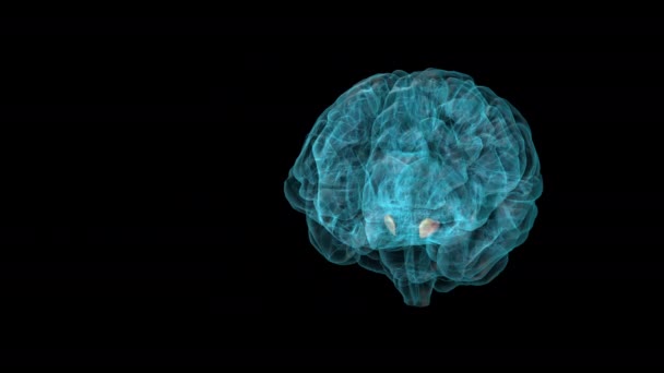 Brain Substantia Nigra Atlas Cérebro Humano — Vídeo de Stock