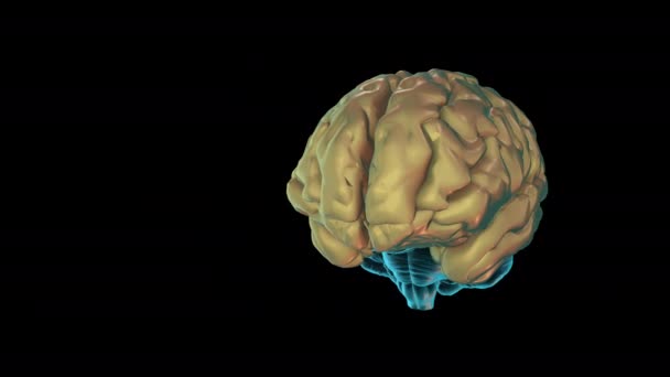 Brain Telencephalon Atlas Des Menschlichen Gehirns — Stockvideo