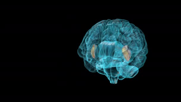 Brain Insula Human Brain Atlas — Stockvideo