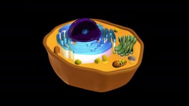 3 boyutlu hayvan hücresi canlandırması